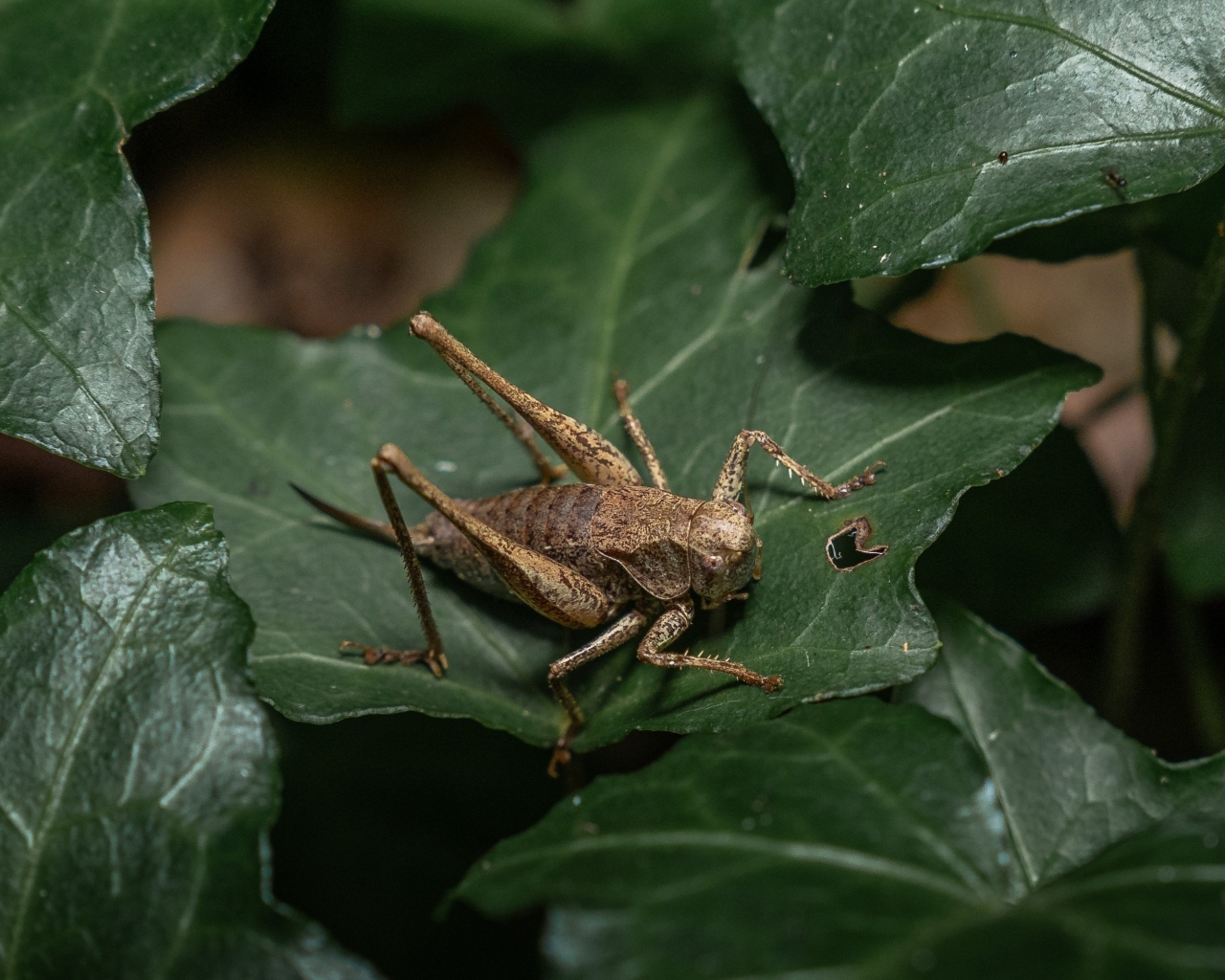 Большой кузнечик сидит на зеленом листке
