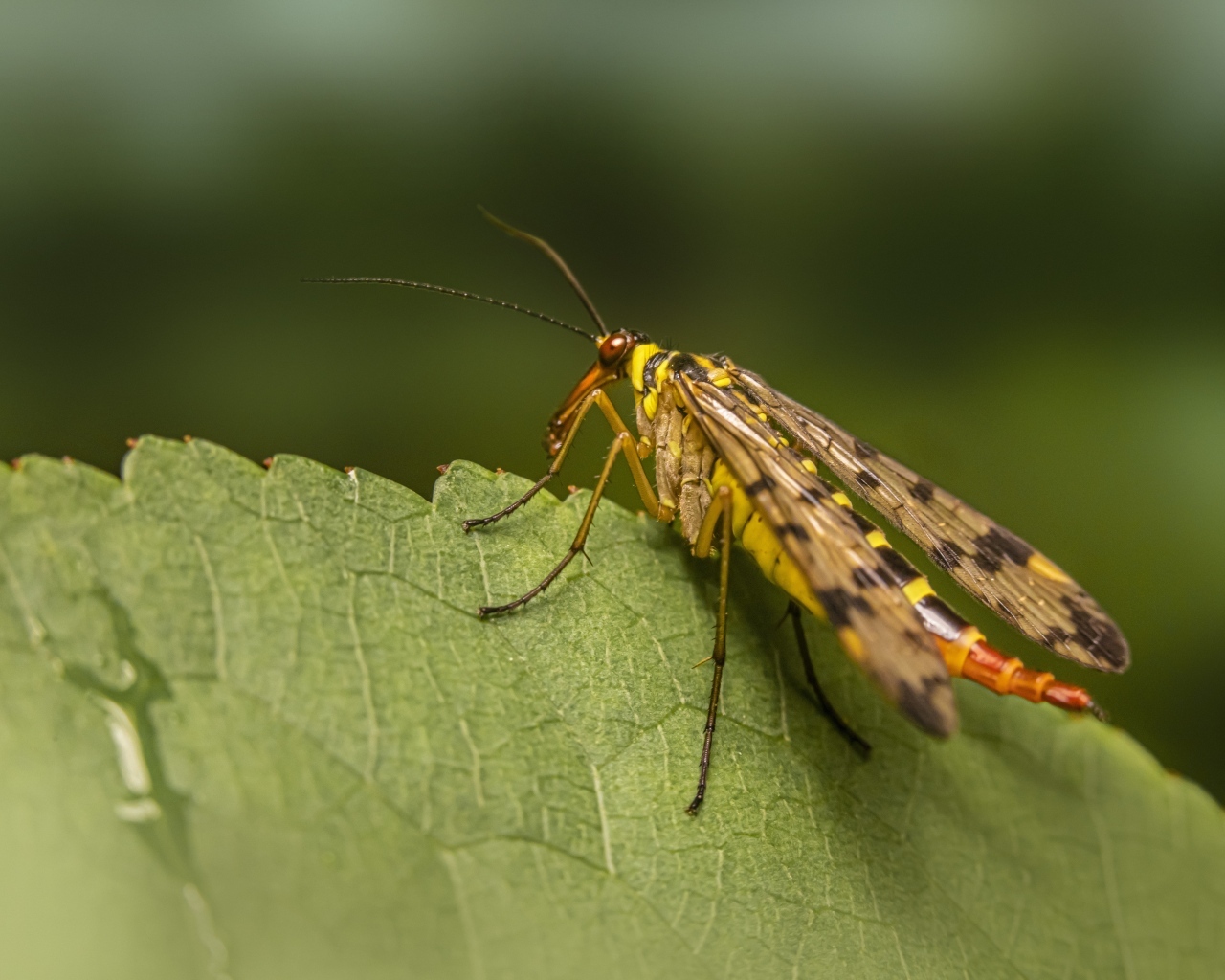 Большой комар сидит на зеленом листе