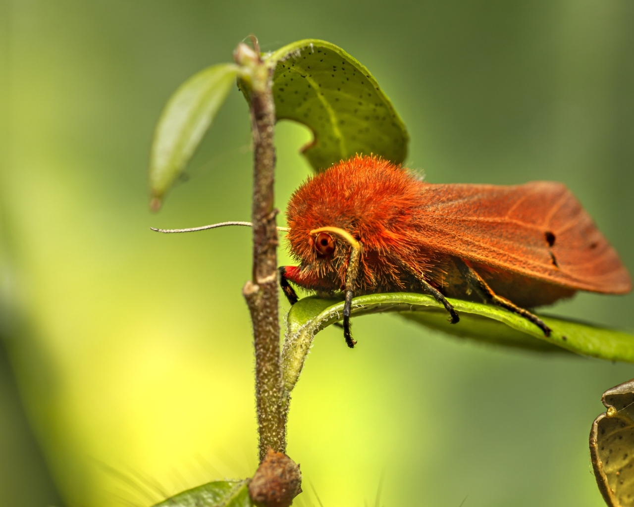 Большая красная моль сидит на зеленом листке