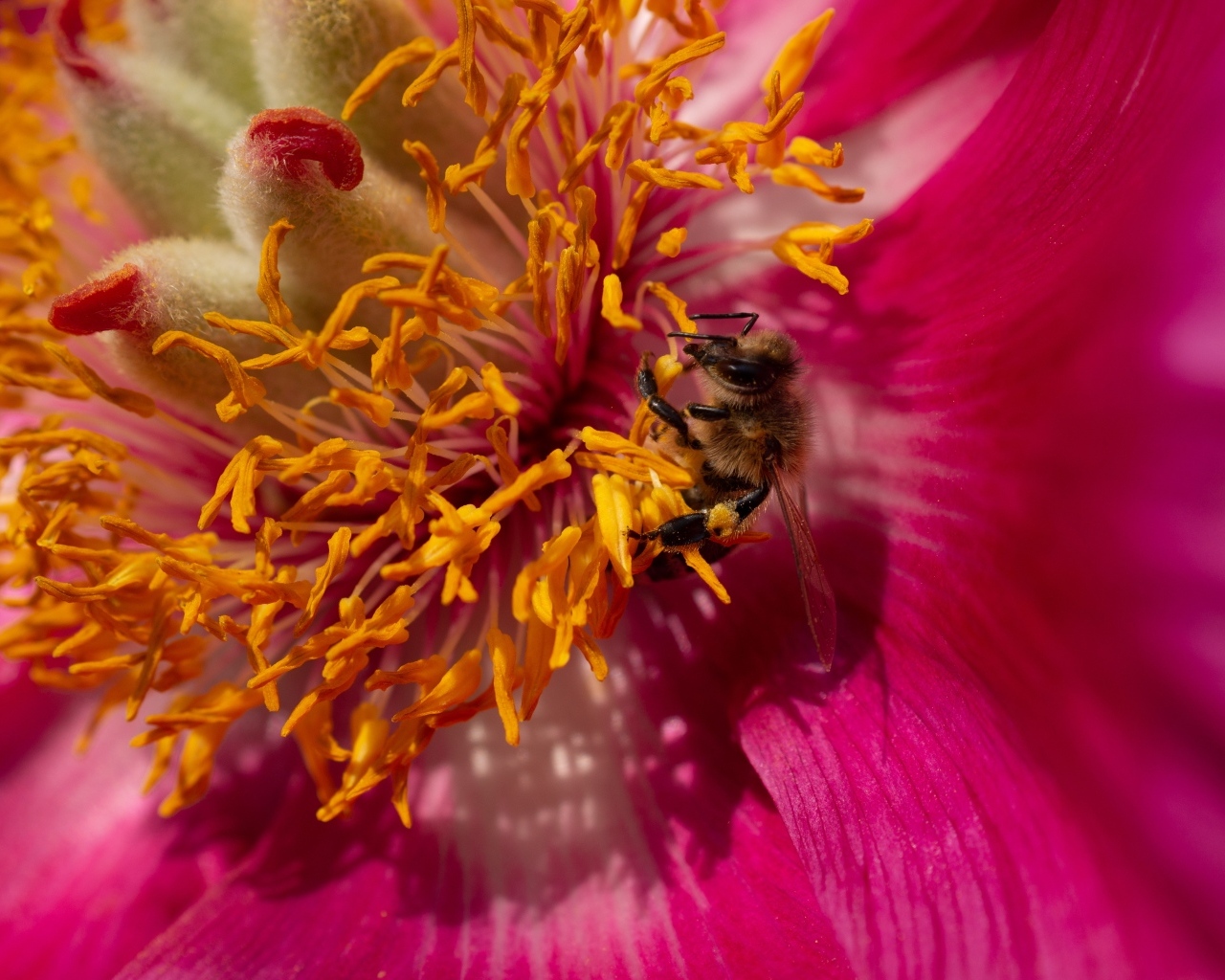 Маленькая пчела в сидит в середине розового цветка