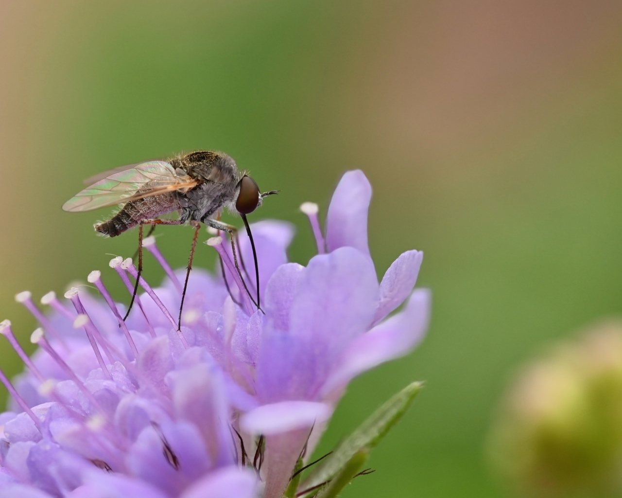 Комар сидит на фиолетовом цветке