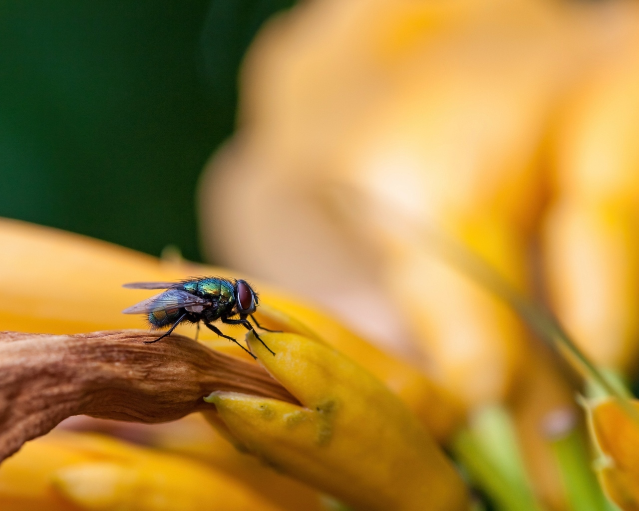 Маленькая зеленая муха сидит на желтом цветке