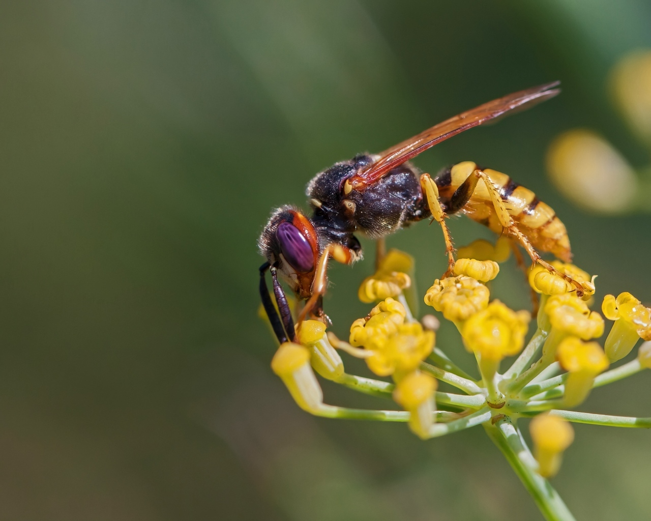 Оса сидит на желтом цветке