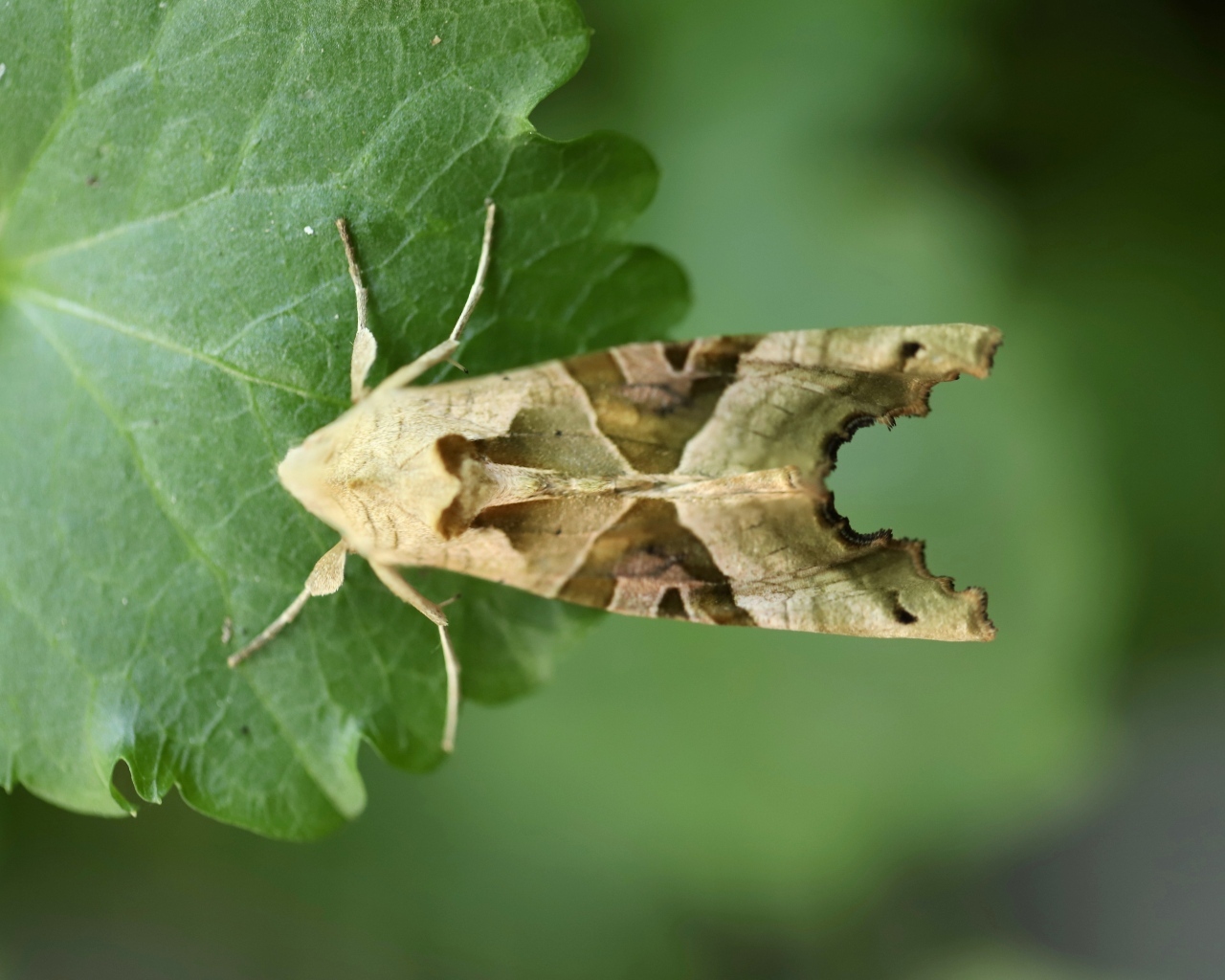 Бабочка агатовая сова на зеленом листе