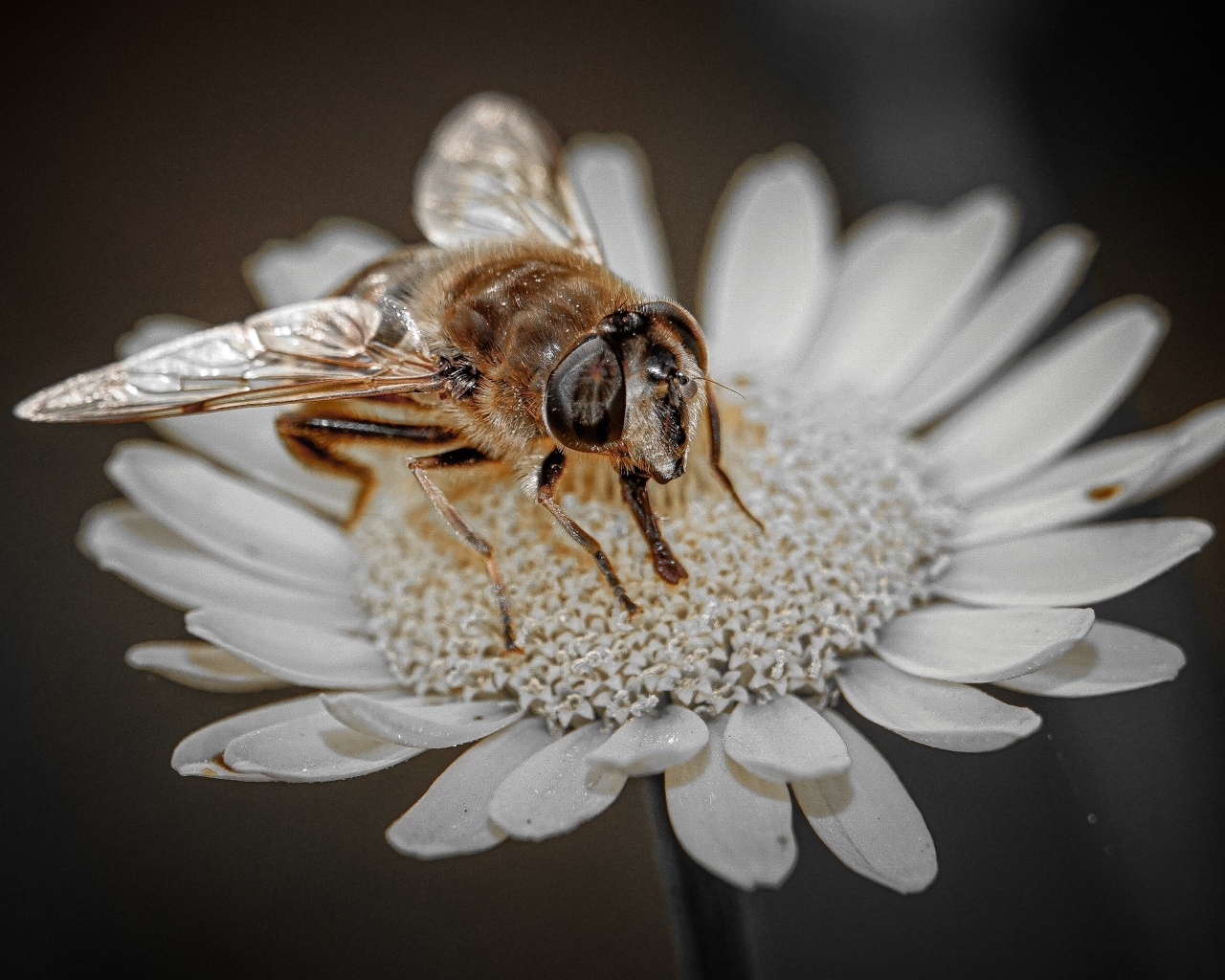 Насекомое сидит на белом цветке