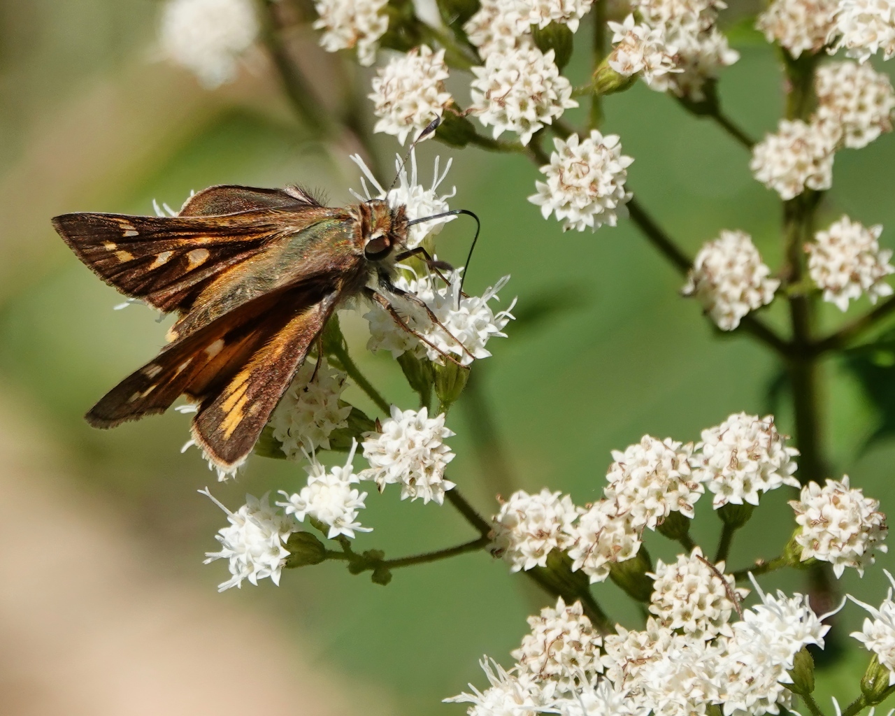 Насекомое сидит на белом цветке
