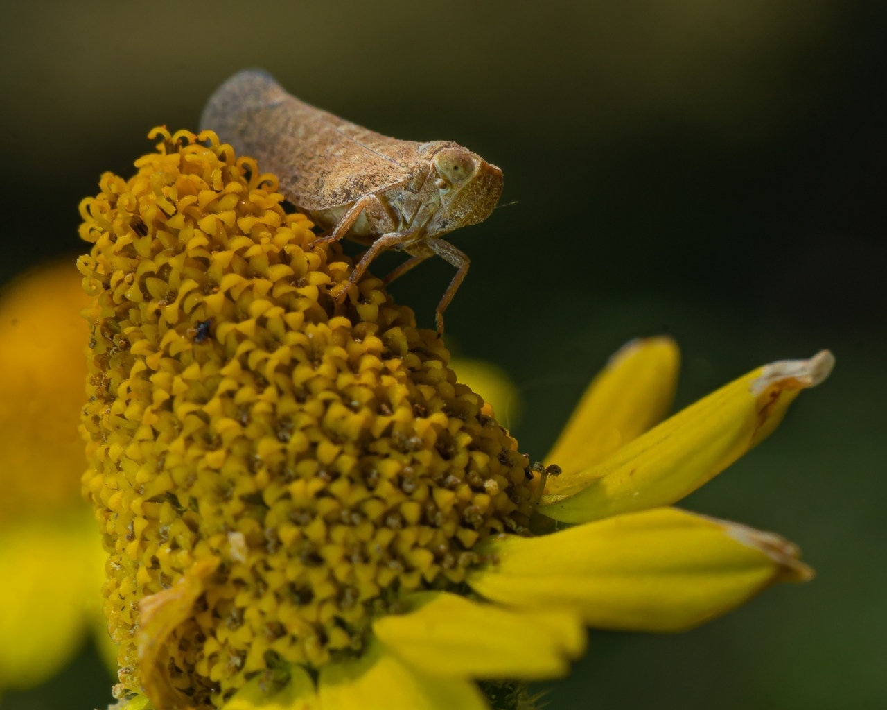Насекомое сидит на цветке циннии