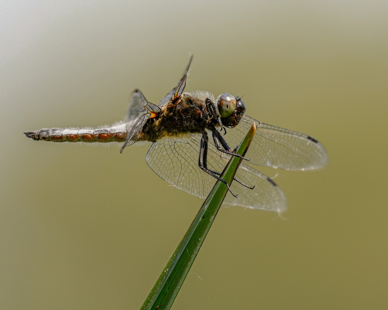 Красивая большая стрекоза сидит на зеленой траве