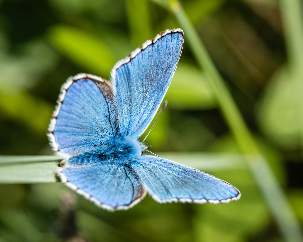 Красивая голубая бабочка сидит на зеленой траве