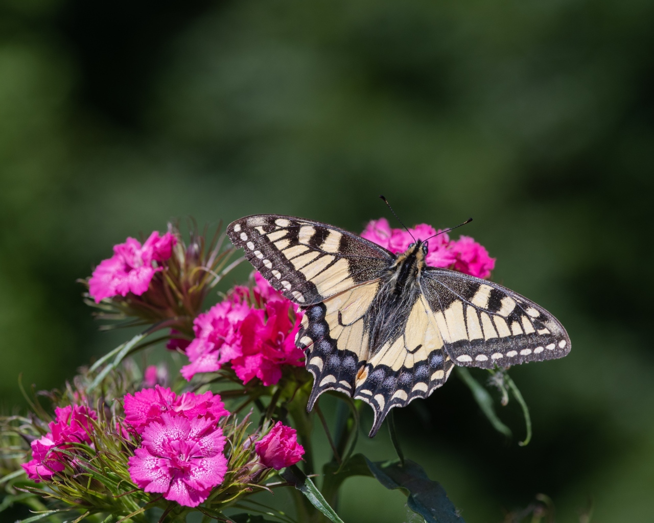 Красивая бабочка на цветке розовой гвоздики