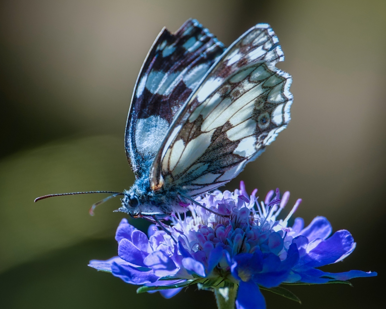 Красивая бабочка сидит на синем цветке