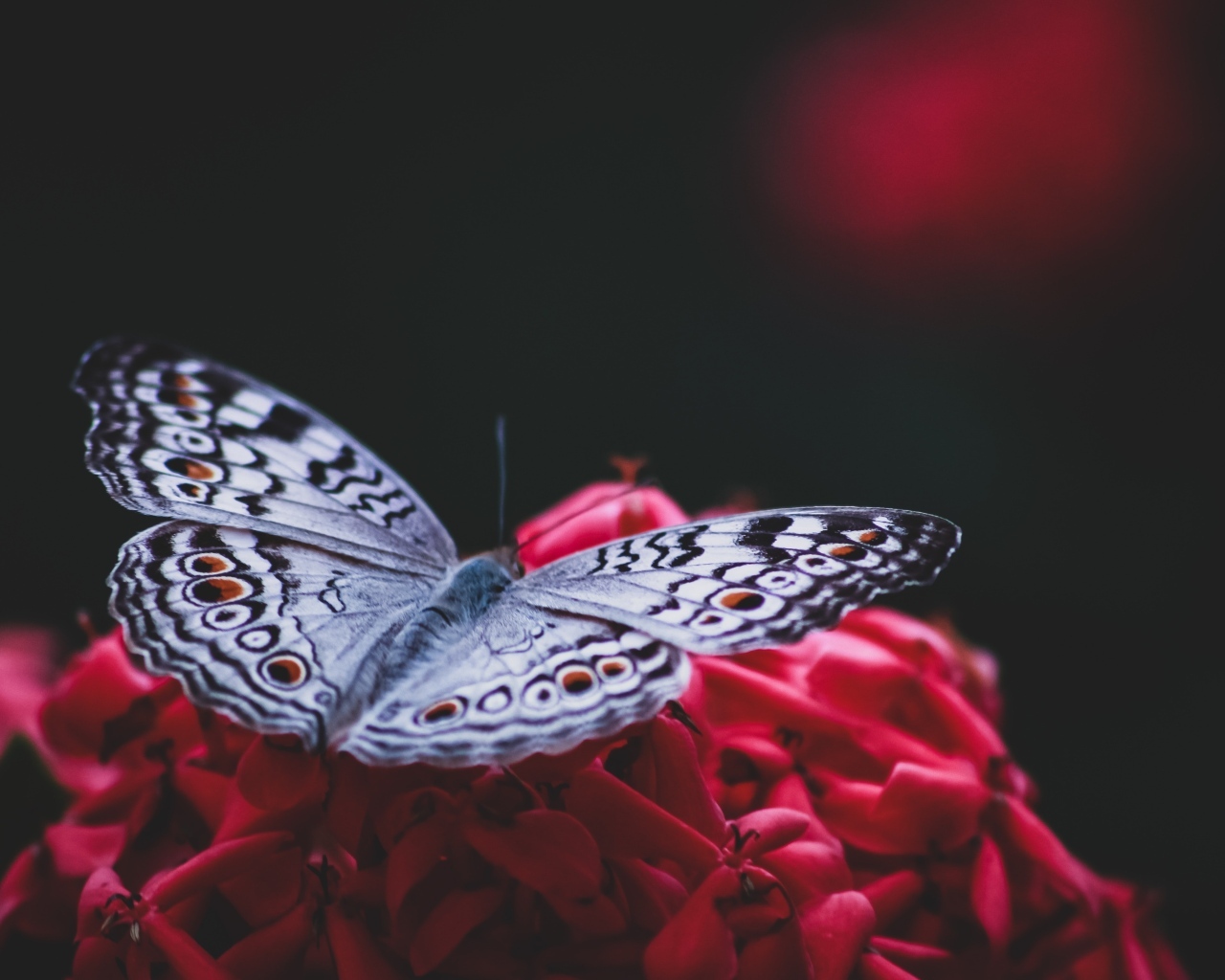 Красивая бабочка сидит на красном цветке