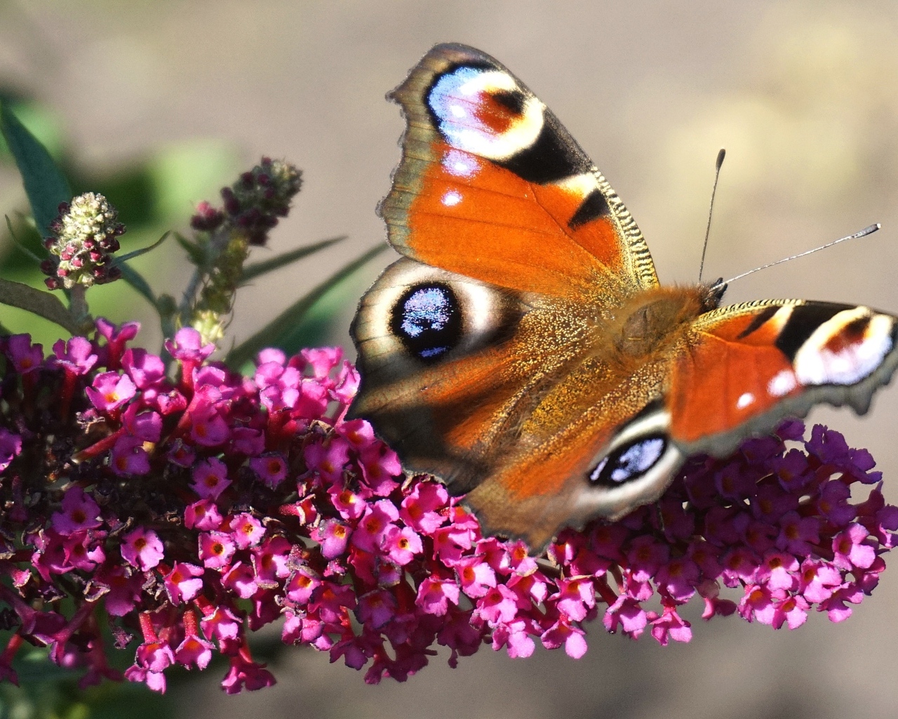 Красивая бабочка сидит на розовом цветке