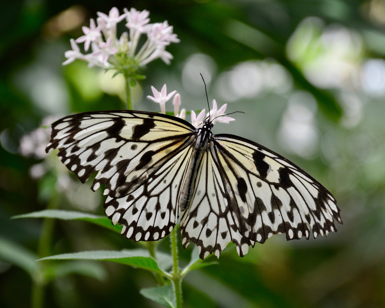 Красивая бабочка расправила крылья на цветке
