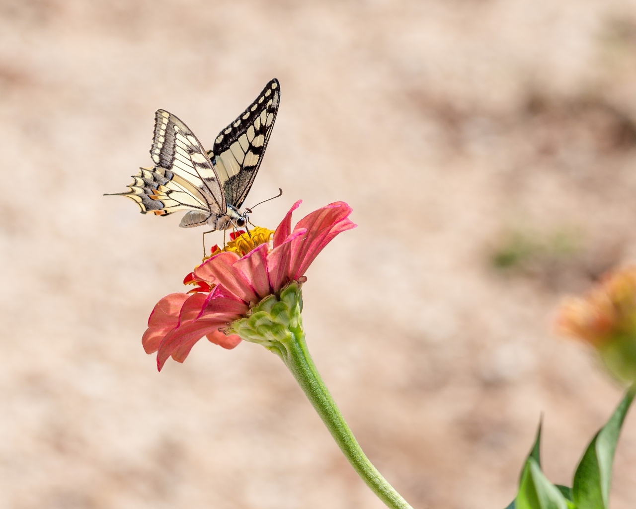 Красивая бабочка махаон сидит на цветке циннии
