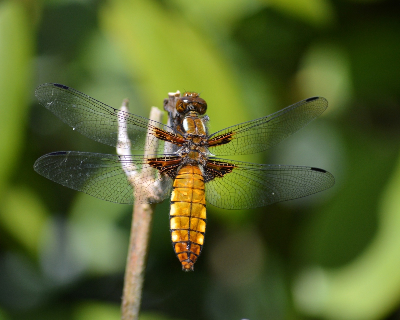 Красивая стрекоза с прозрачными крыльями на ветке