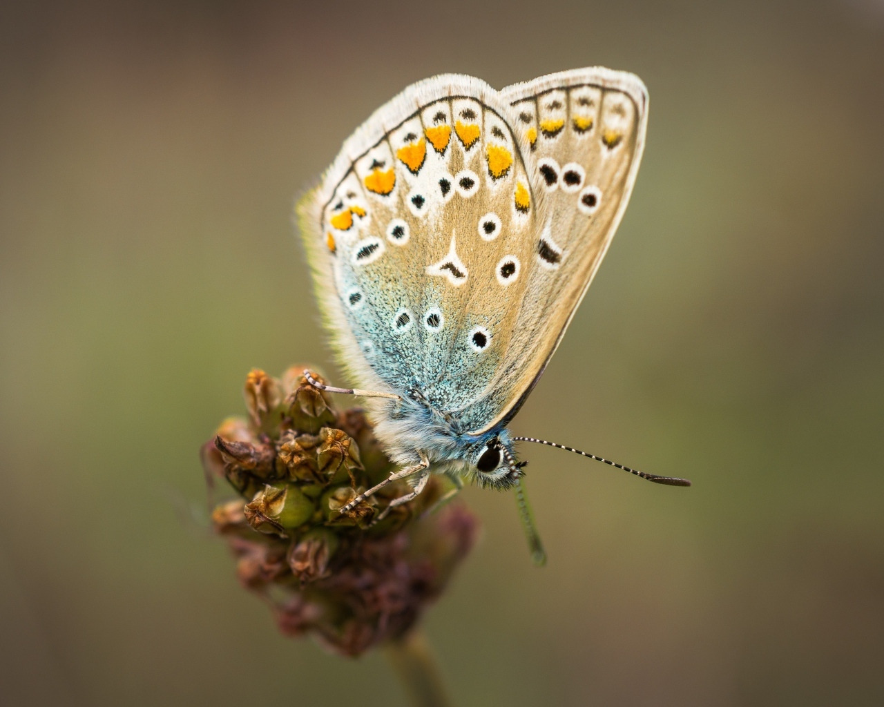 Красивая маленькая бабочка сидит на цветке
