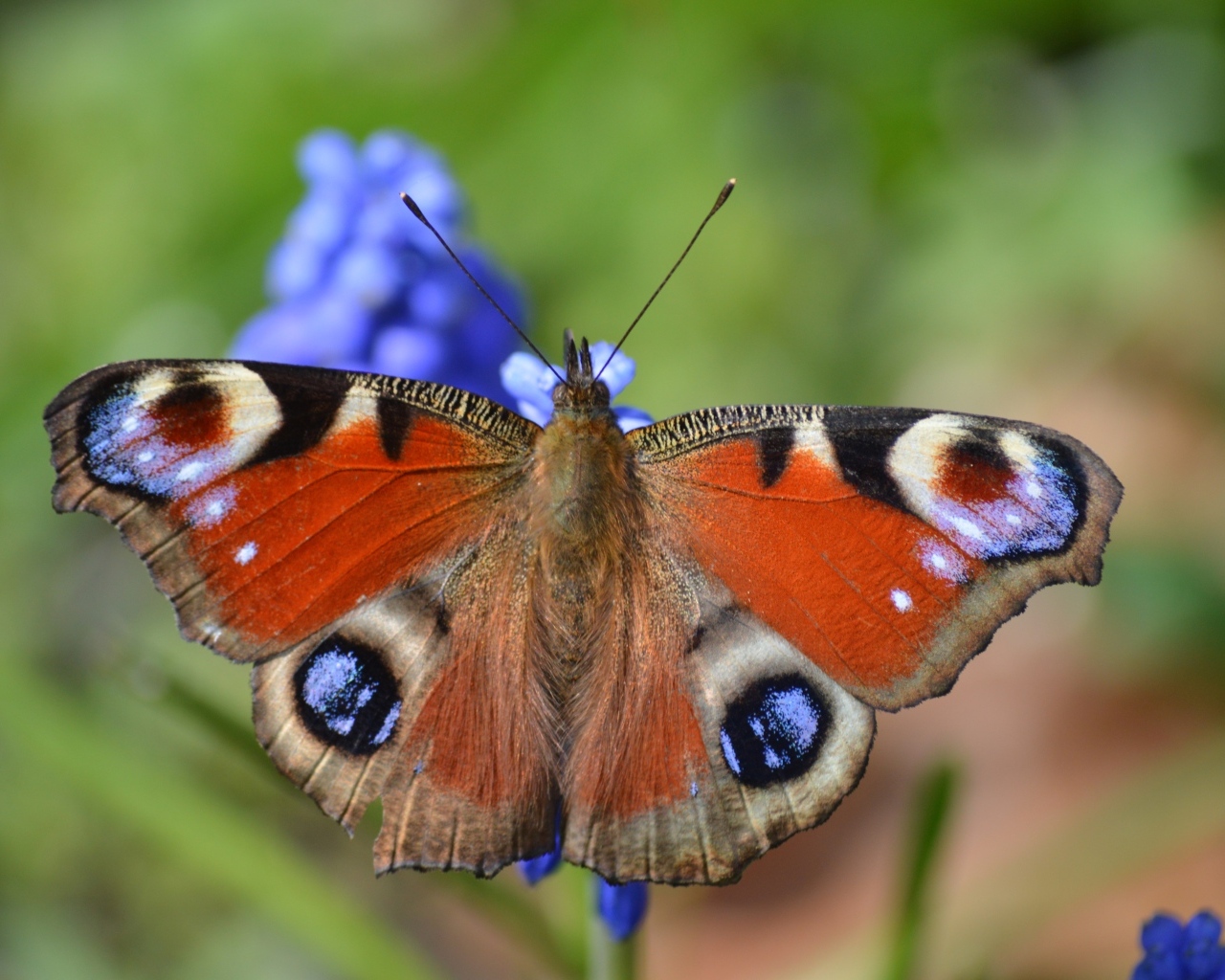 Красивая бабочка павлиний глаз сидит на цветке