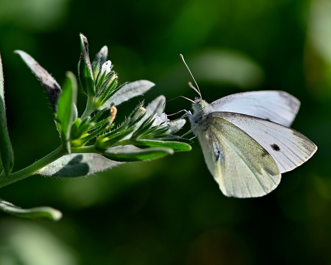 Красивая белая бабочка сидит на цветке