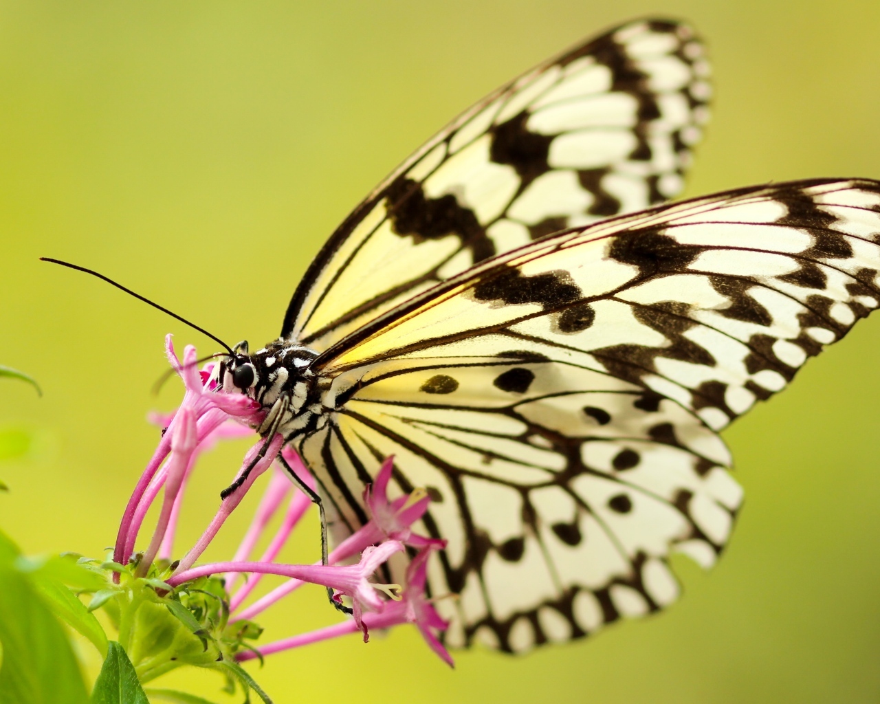 Красивая желтая бабочка на розовом цветке