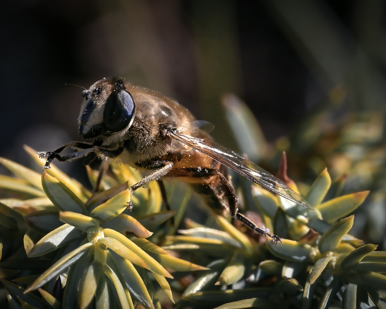 Пчела сидит на зеленом растении