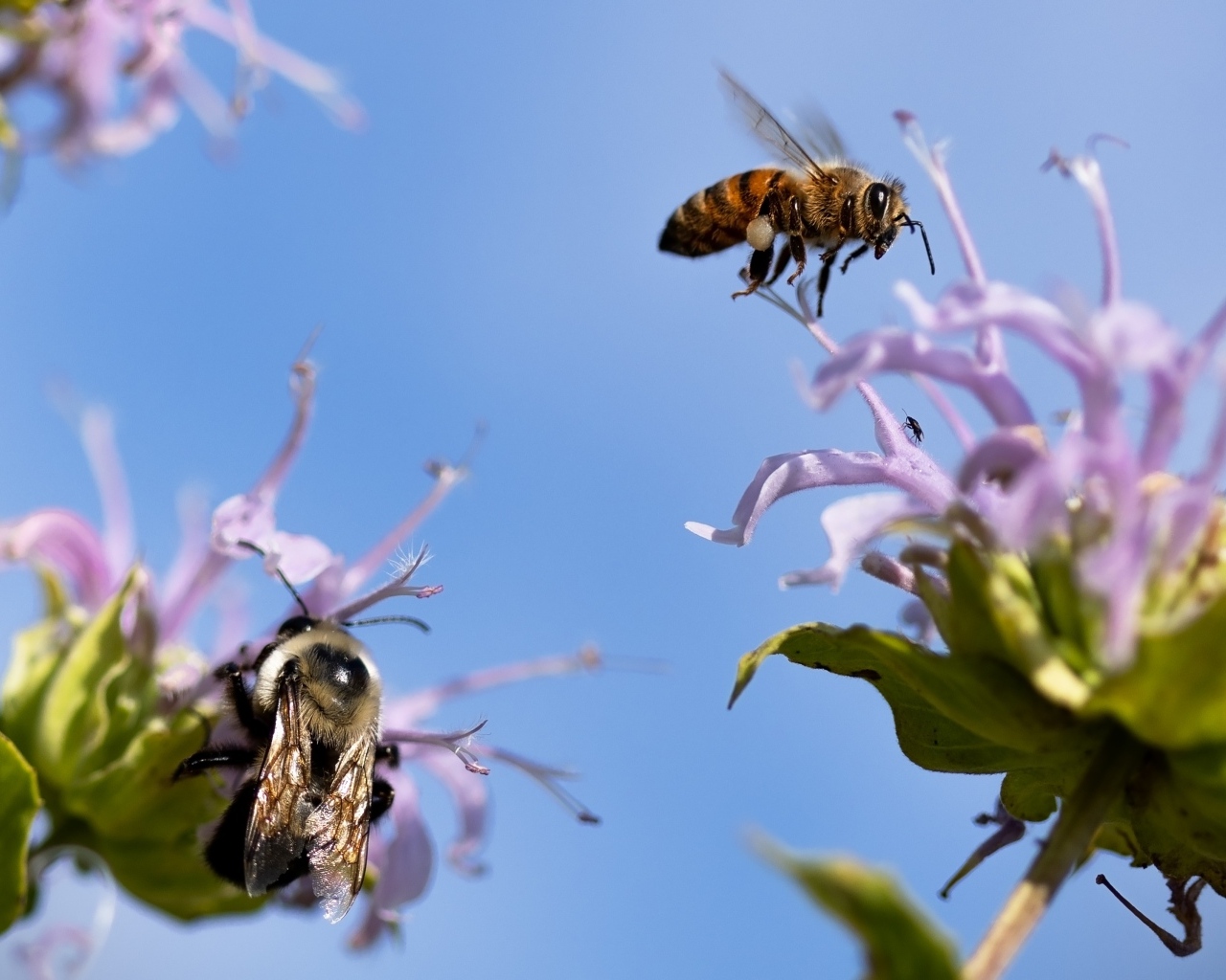 Пчелы кружат над синими цветами