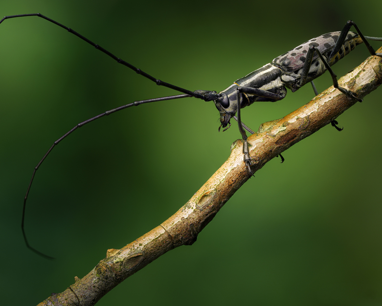 Жук с длинными черными усами на ветке дерева
