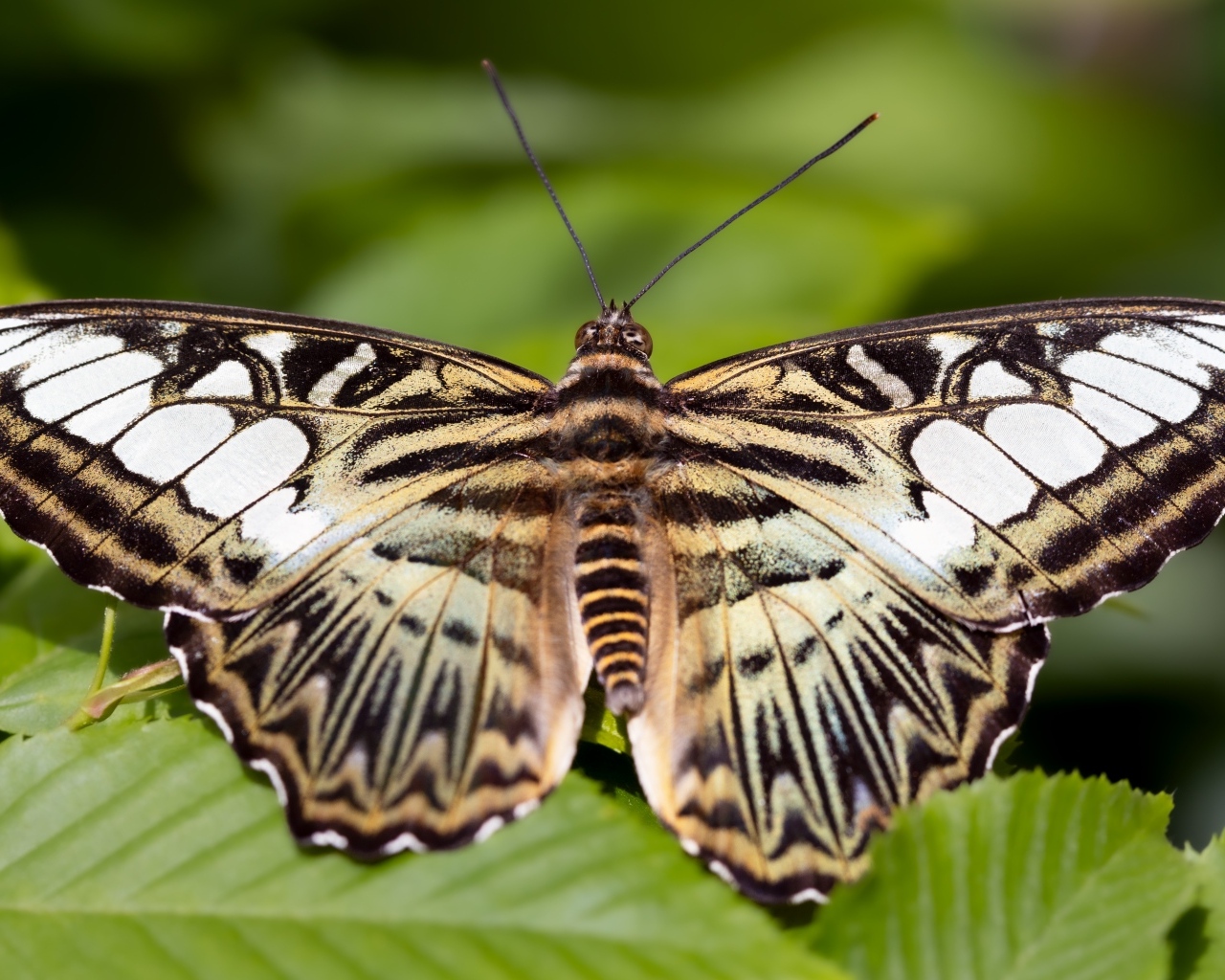 Большая красивая черно-белая  бабочка 