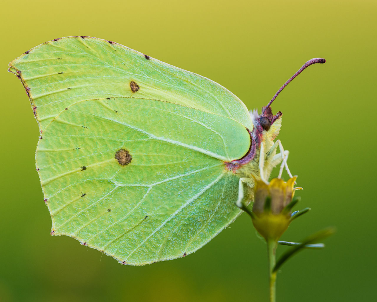 Большая красивая зеленая бабочка на траве