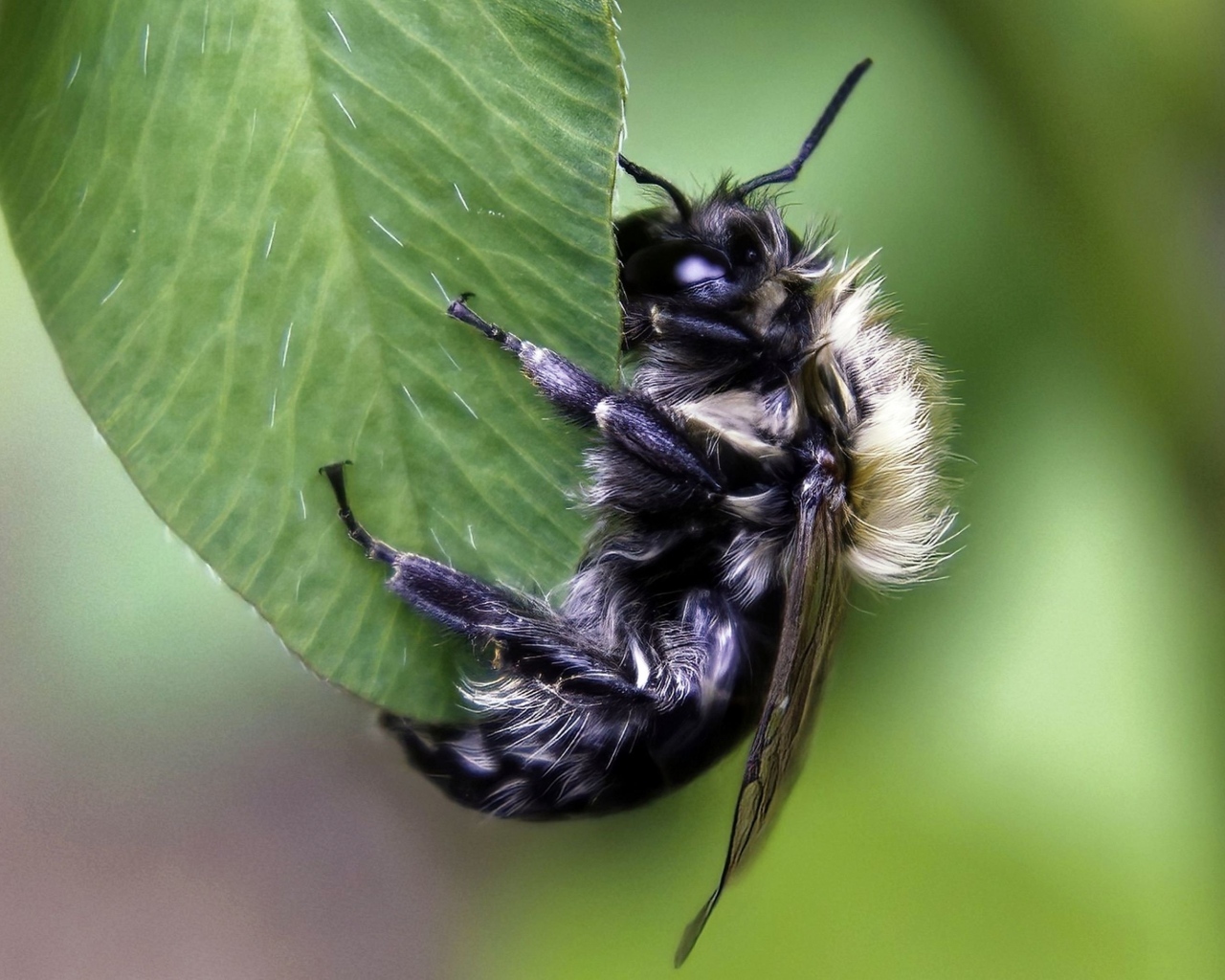 Большая пчела сидит на зеленом листке 