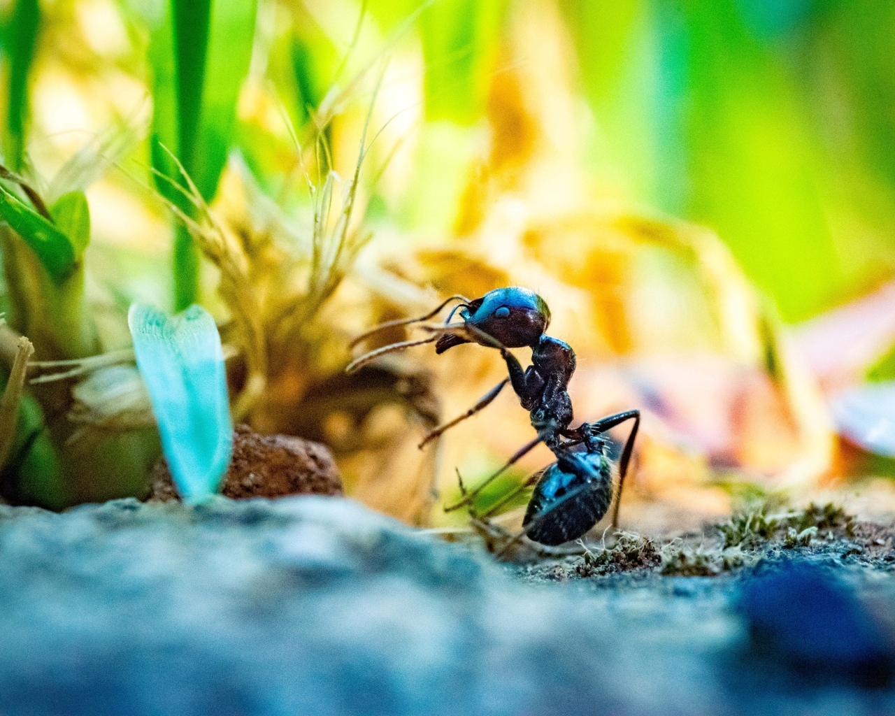 Большой черный муравей на земле