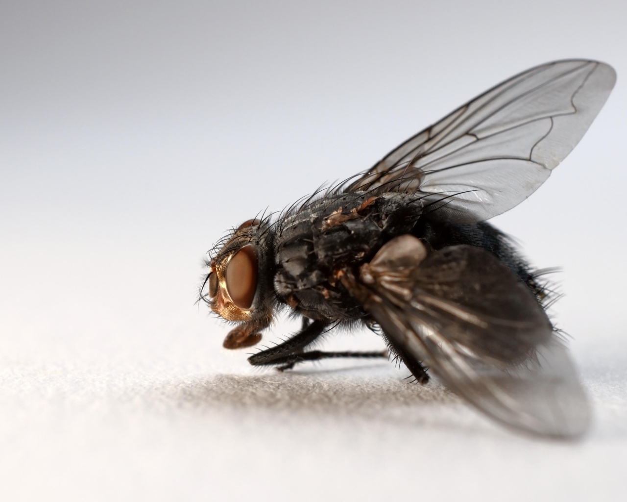 Большая черная муха на сером фоне