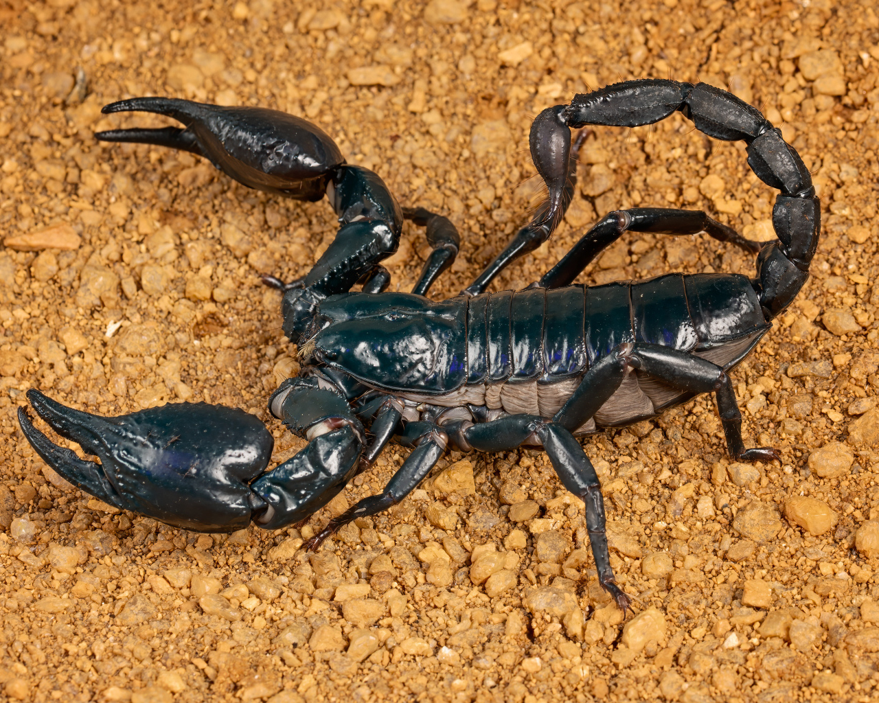 Большой черный скорпион на земле