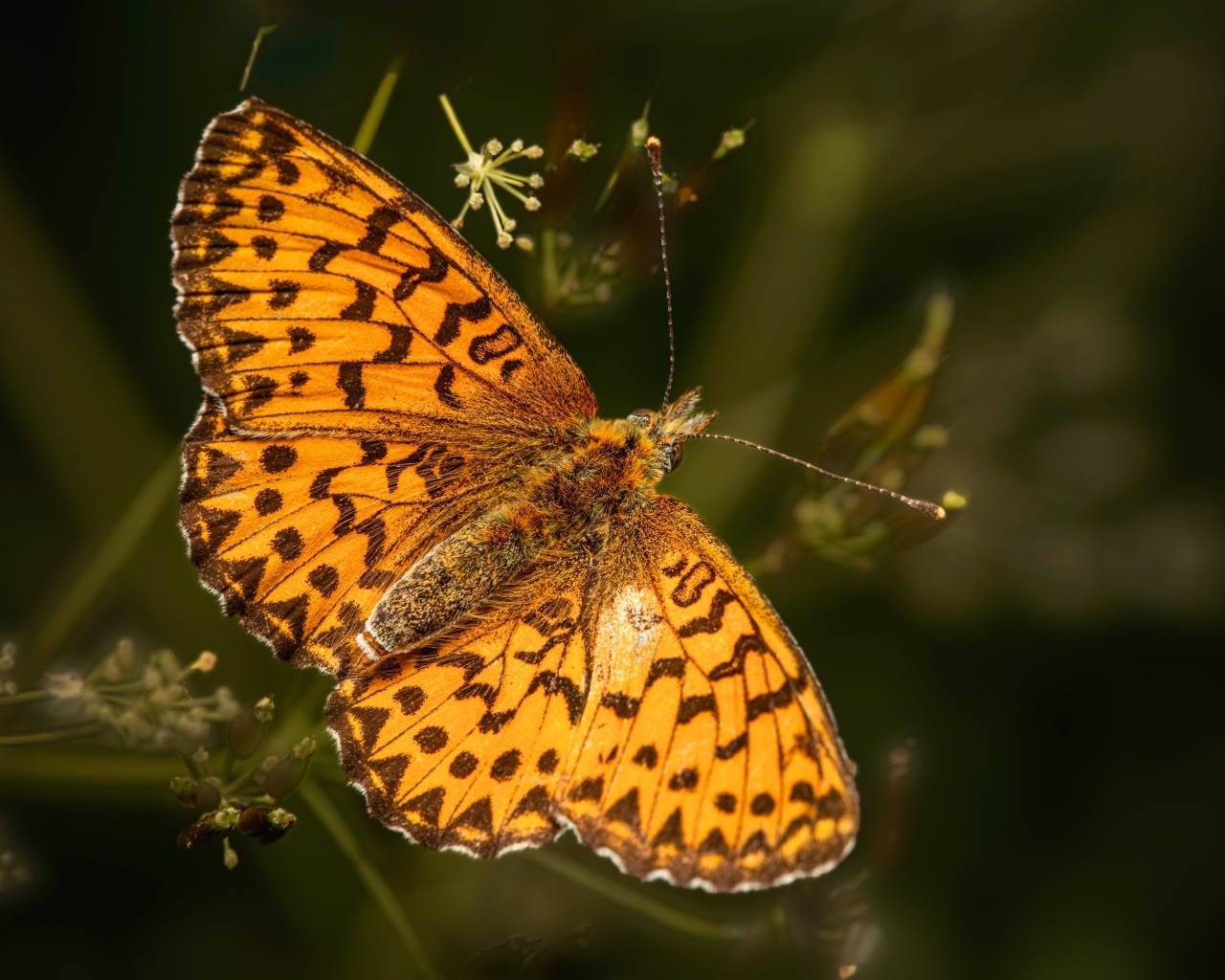 Большая коричневая бабочка сидит на траве