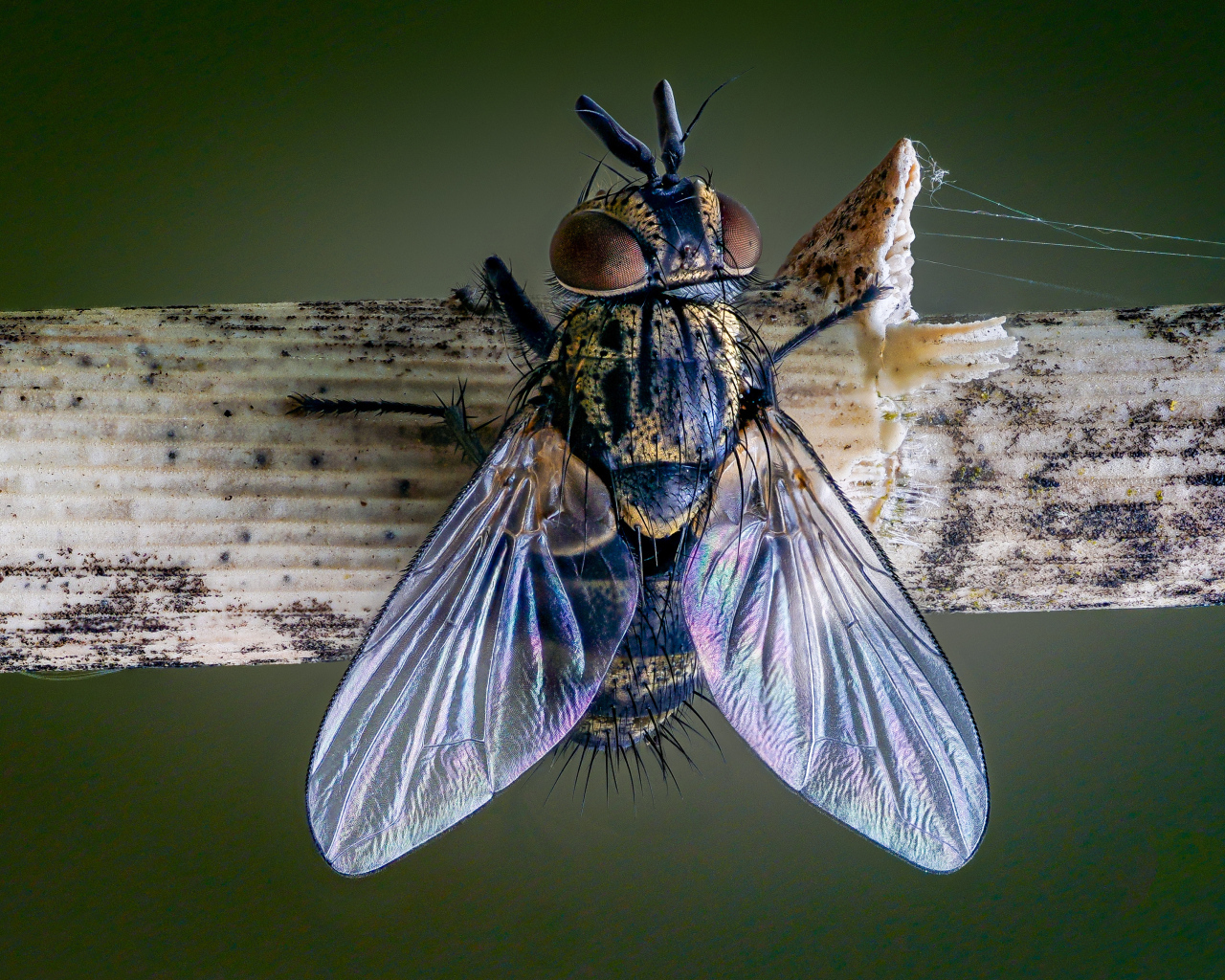 Большая муха сидит на ветке