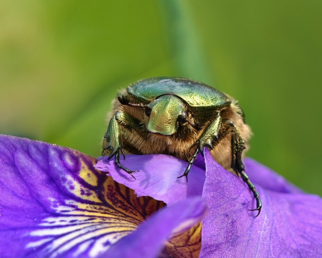 Большой зеленый жук на цветке