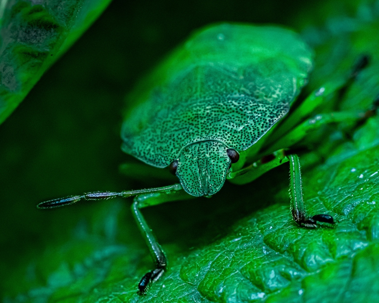 Большой зеленый жук на листе