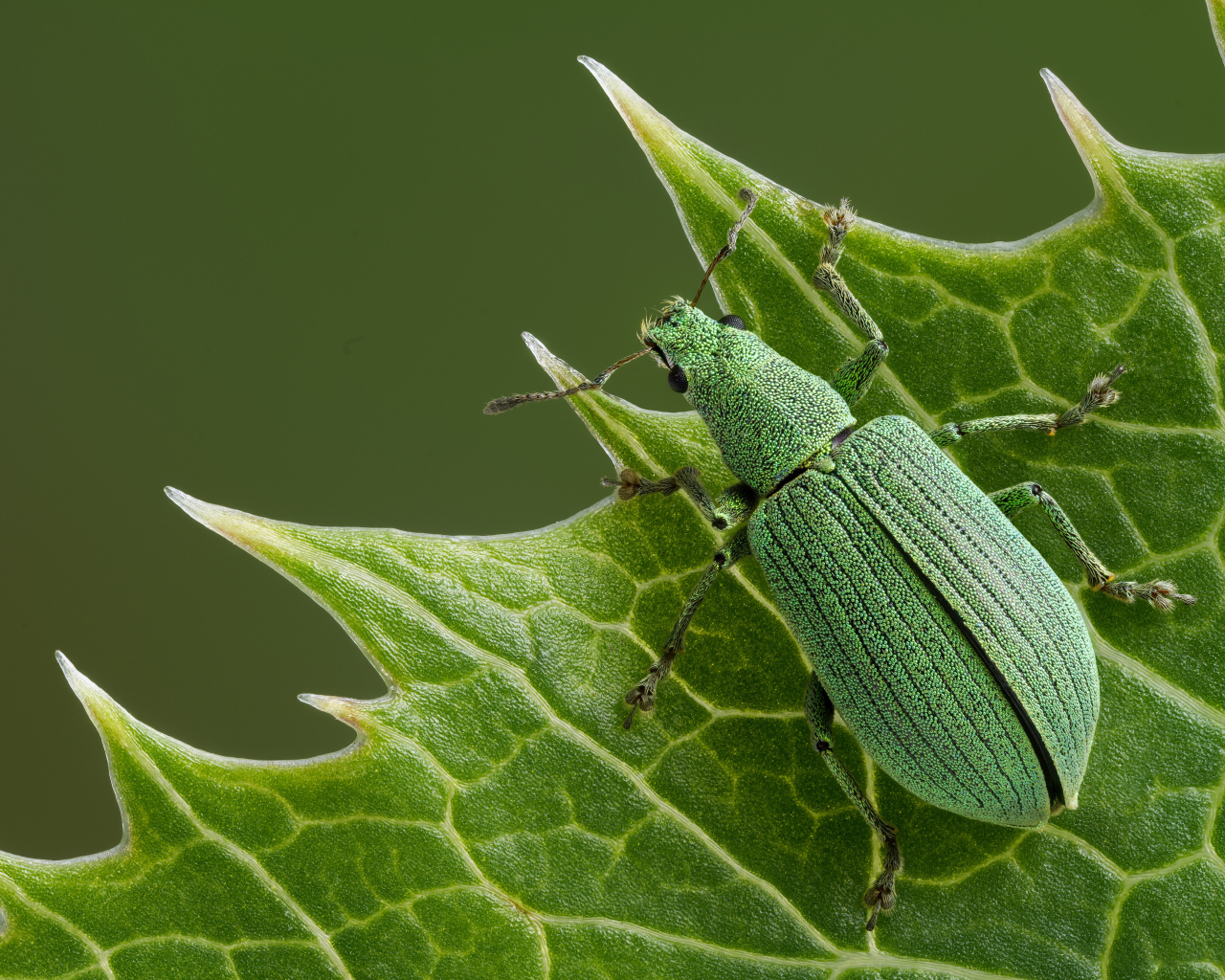 Большой зеленый жук сидит на листе