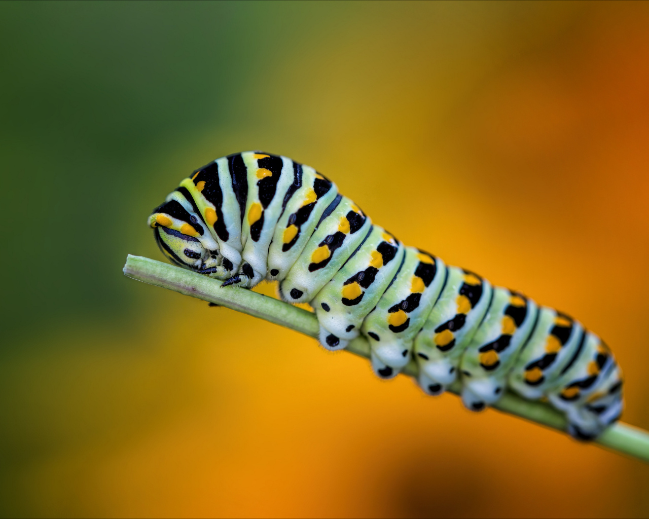 Большая зеленая гусеница на зеленой траве