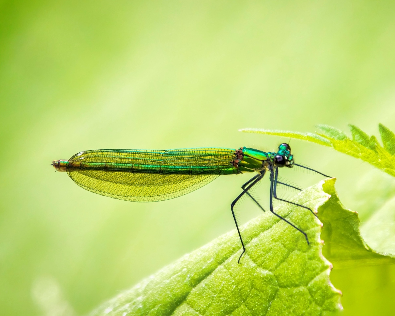 Большая зеленая стрекоза на листке