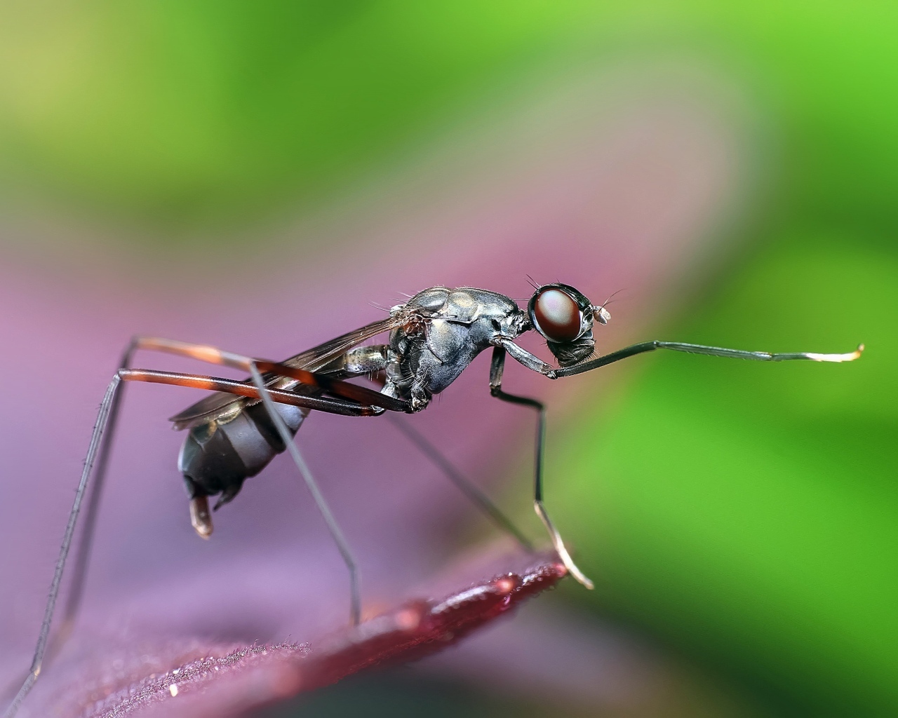 Большой комар крупным планом