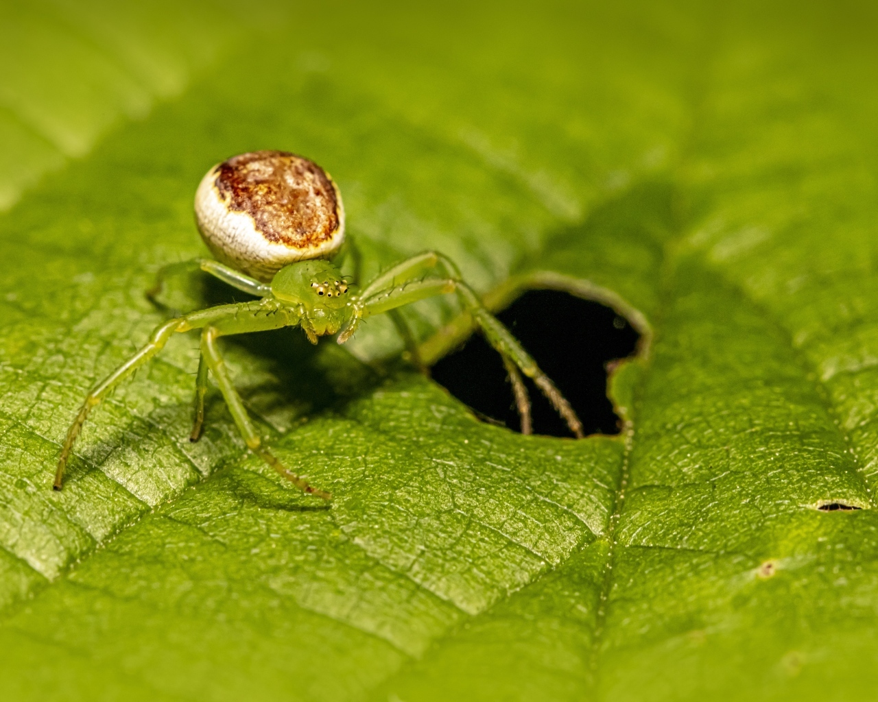 Большой паук сидит на зеленом листе
