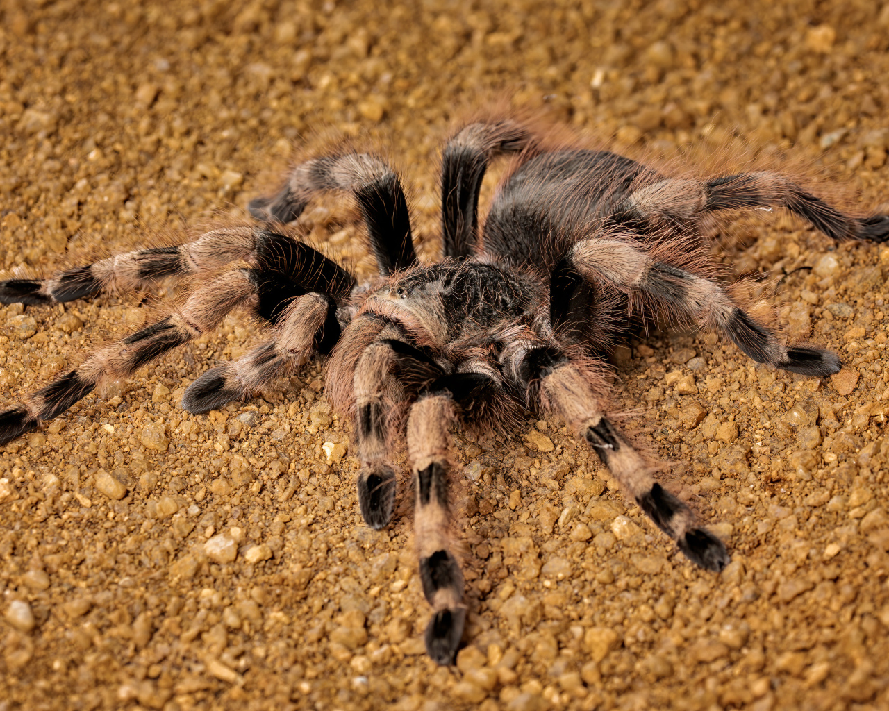 Большой тарантул на земле крупным планом