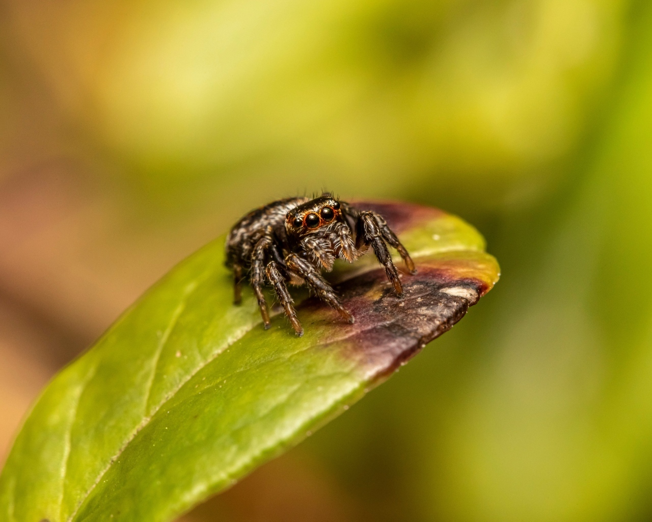 Черный глазастый паук сидит на зеленом листе