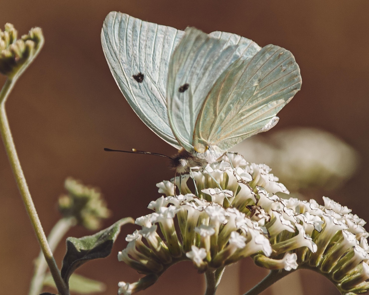 Голубая бабочка сидит на цветке