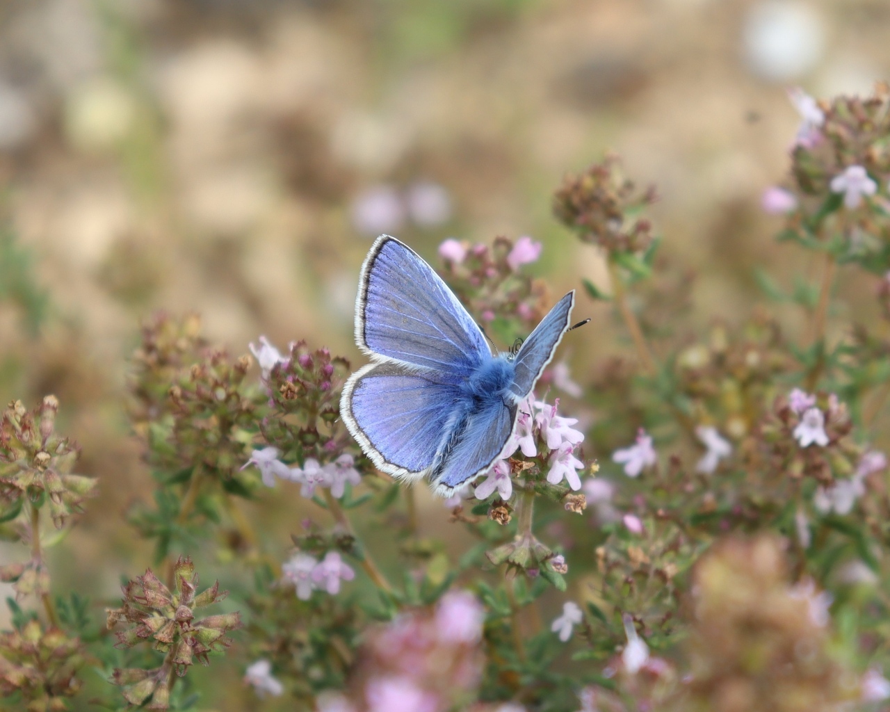 Голубая бабочка сидит на полевом цветке
