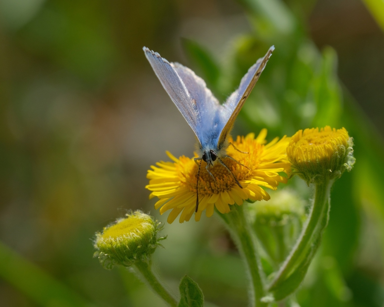 Голубая бабочка сидит на желтом цветке 