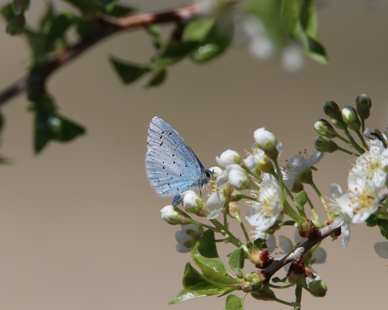 Голубая бабочка сидит на цветах вишни 