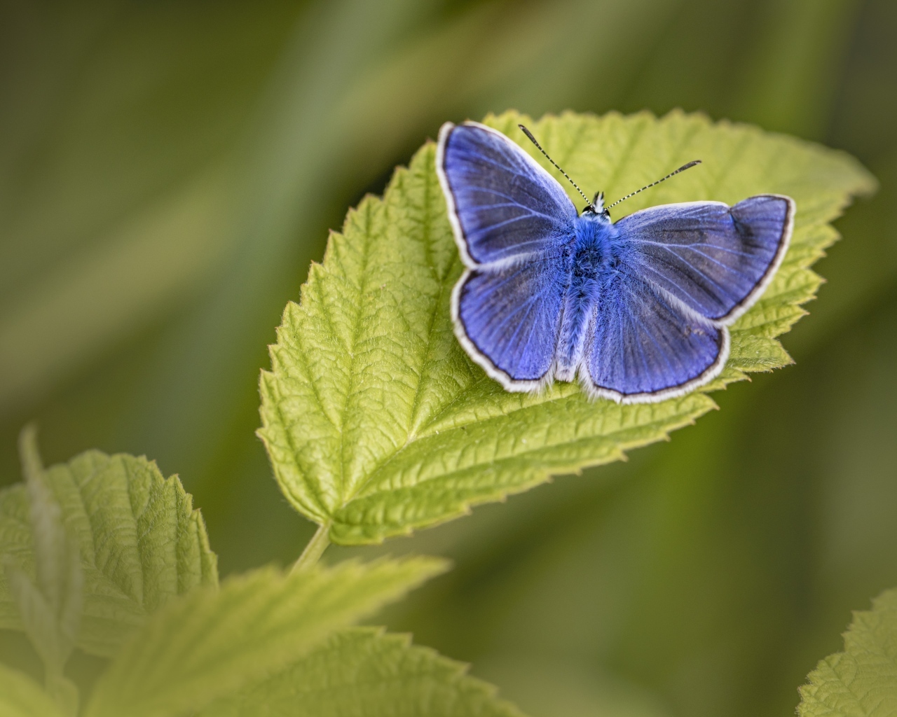 Голубая бабочка сидит на зеленом листе