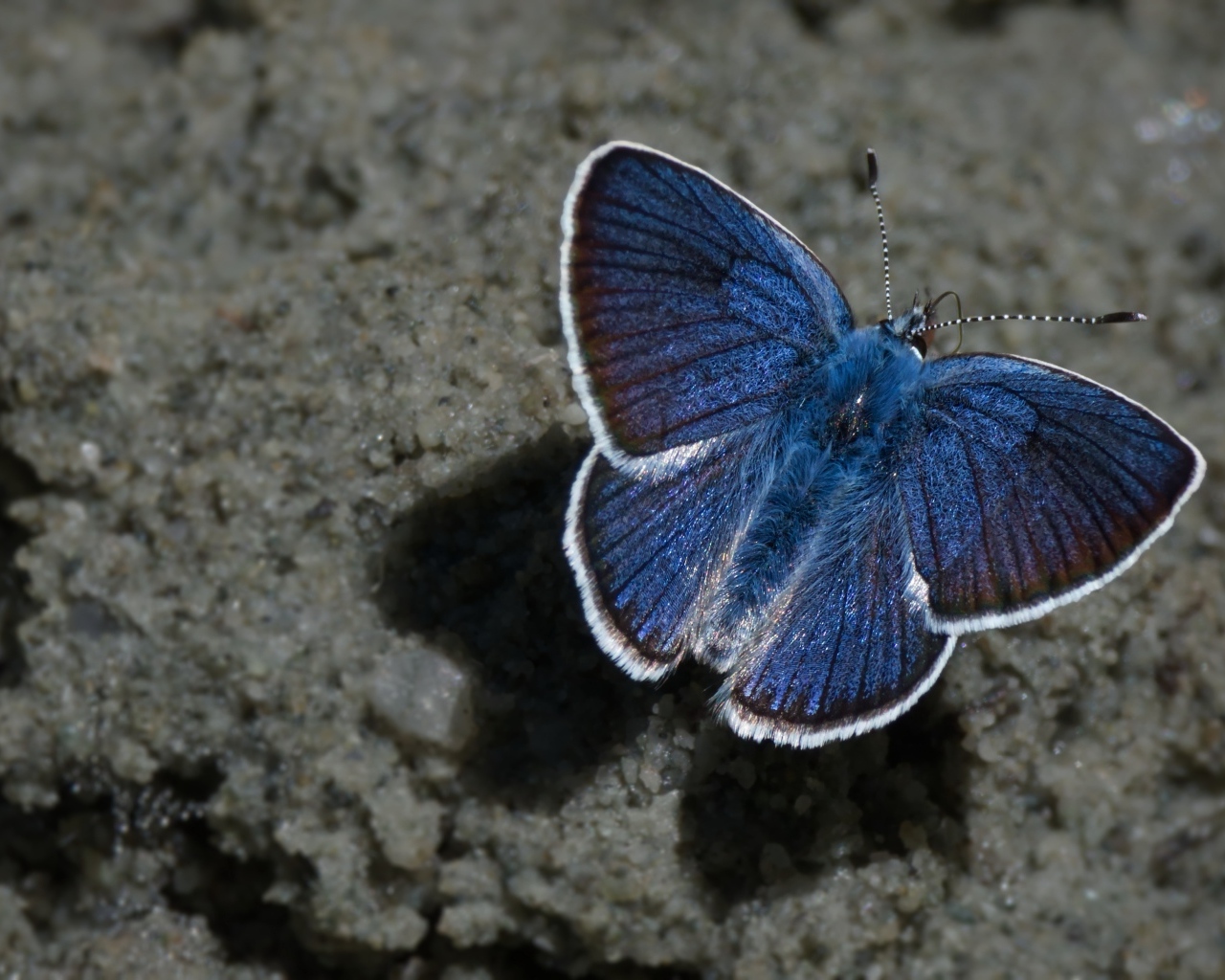 Голубая бабочка сидит на песке